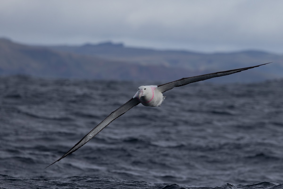 Northern Royal Albatross - Jodi Webber
