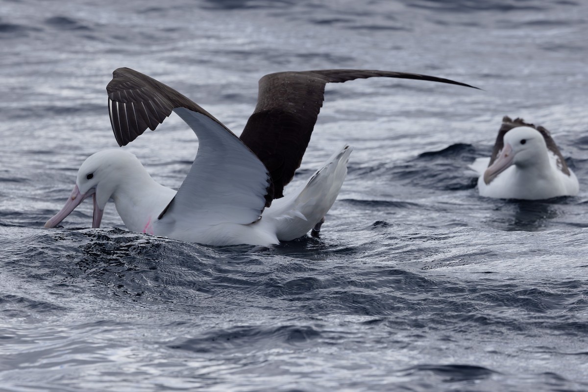 Northern Royal Albatross - Jodi Webber