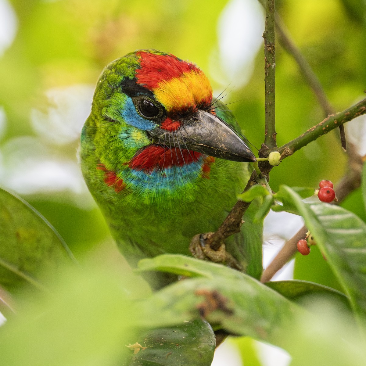 Red-throated Barbet - ML615702925