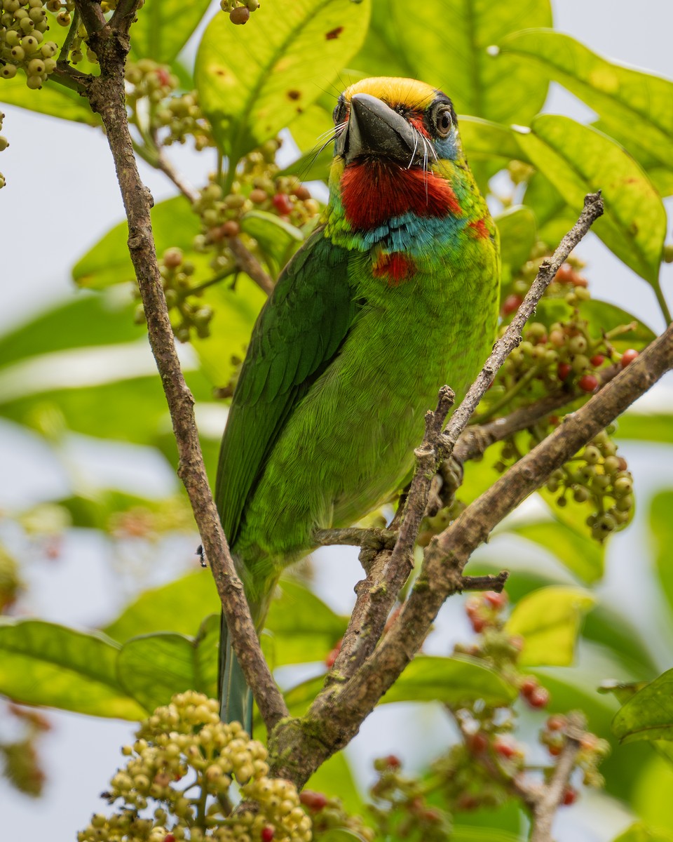 Red-throated Barbet - ML615702926
