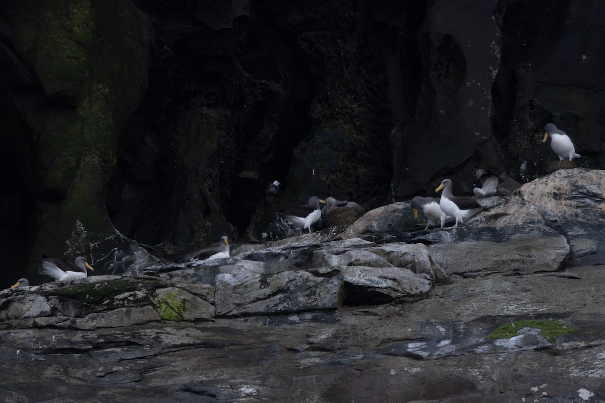 albatros chathamský - ML615702940
