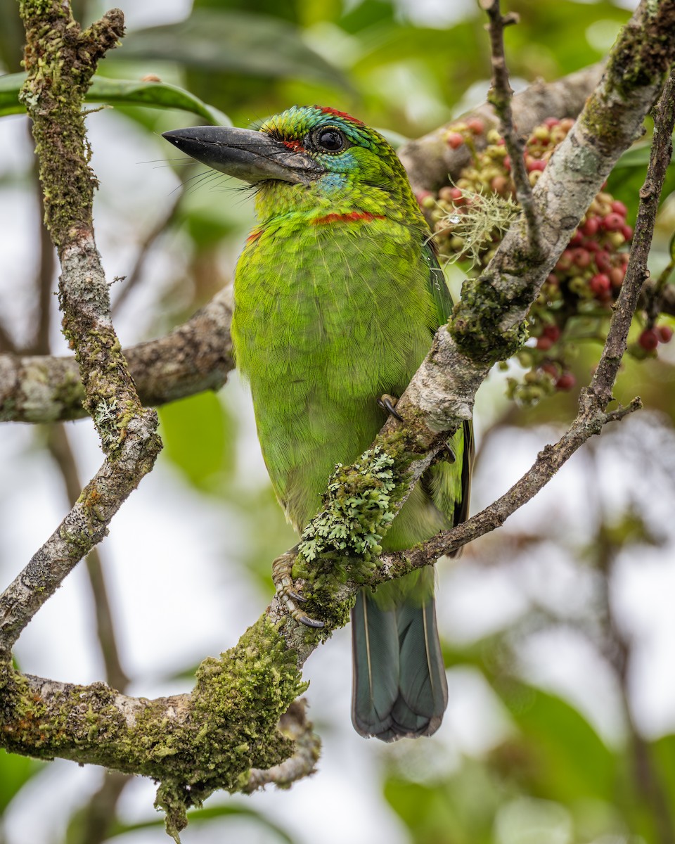 Red-throated Barbet - ML615702948