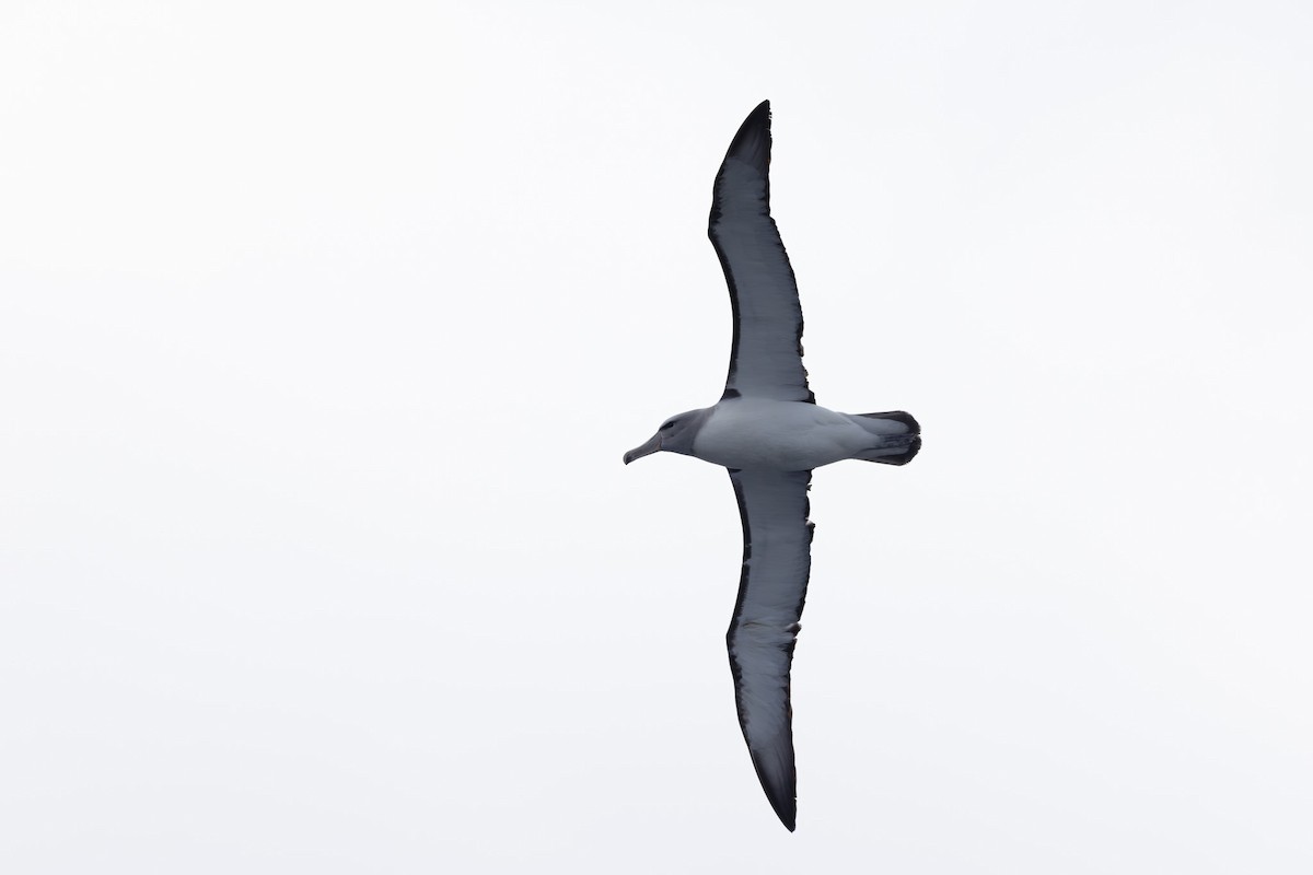 Salvin's Albatross - Jodi Webber