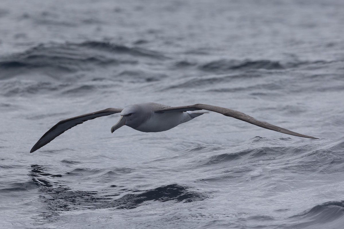 albatros snarský - ML615702961