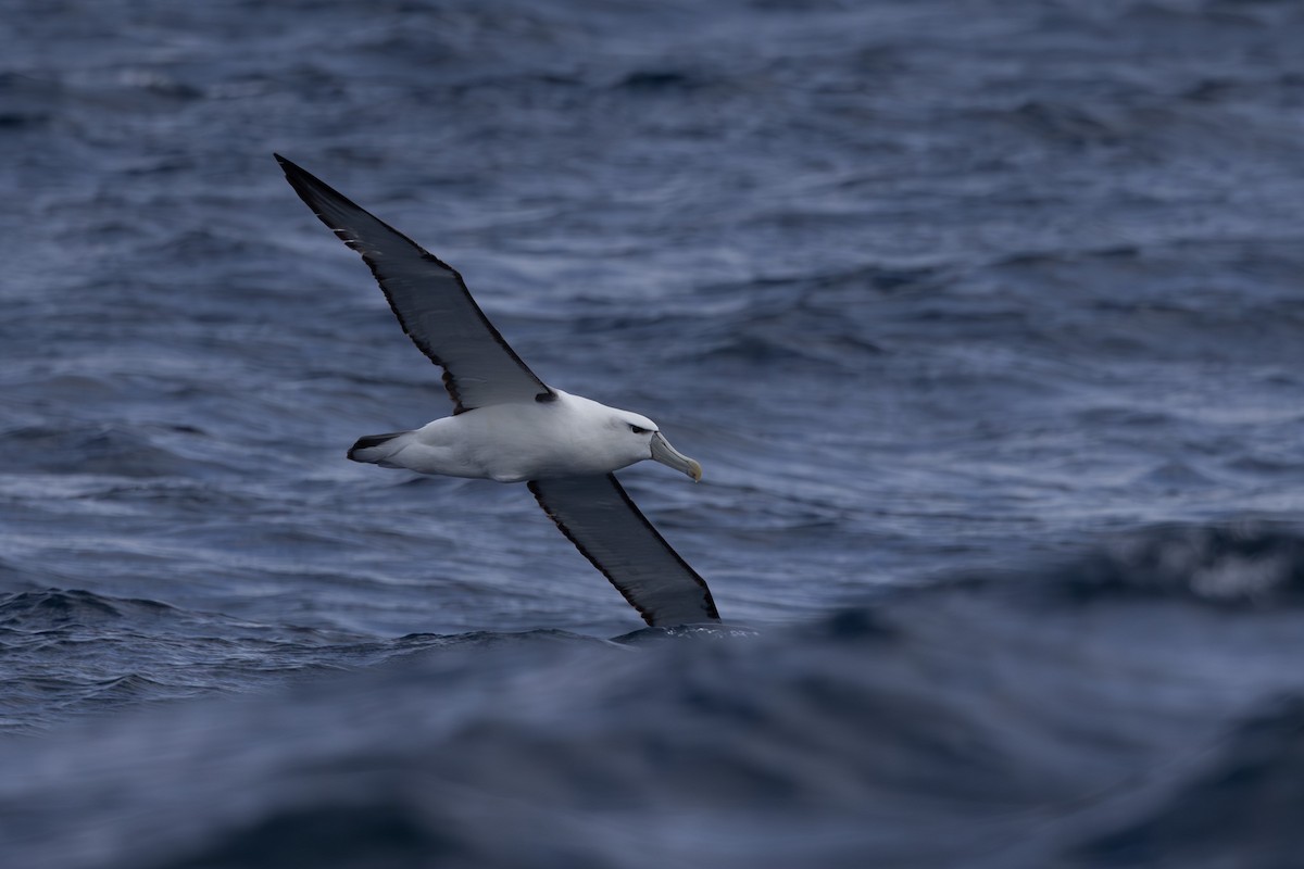Albatros à cape blanche - ML615702962