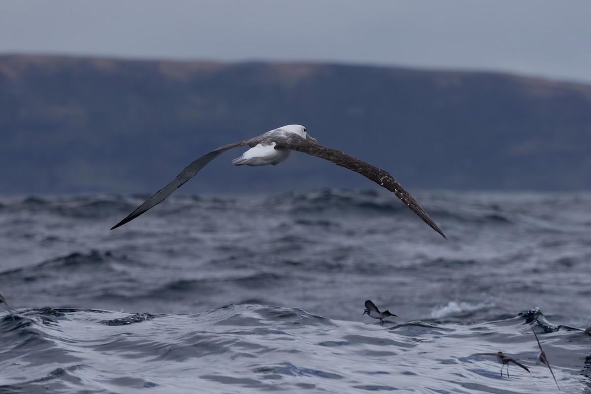 White-capped Albatross - ML615702963
