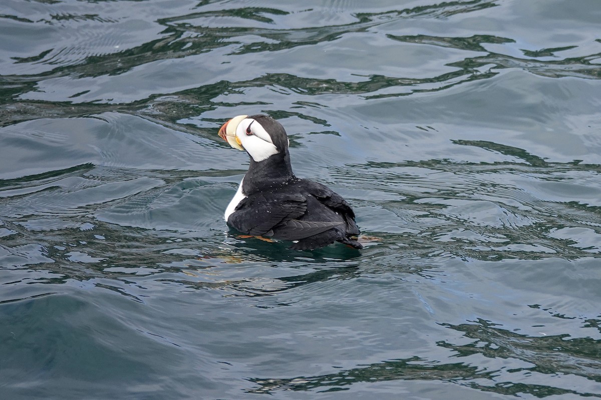 Horned Puffin - ML615702977