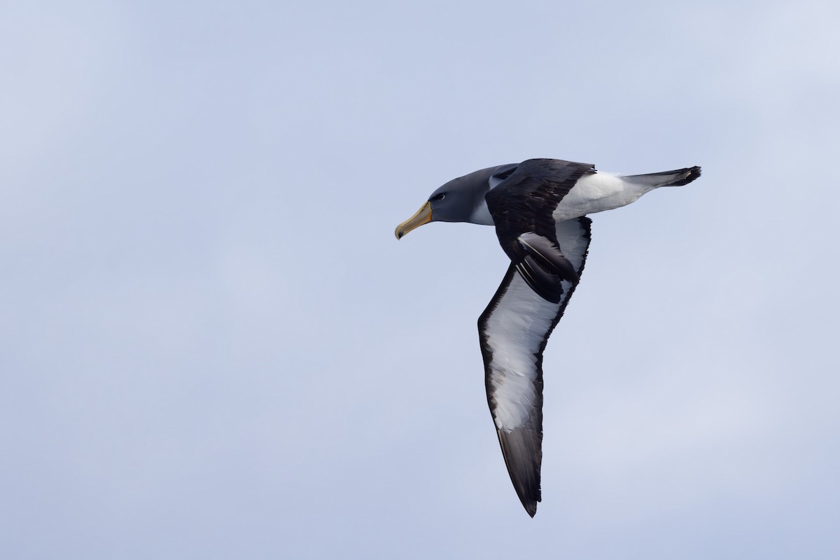 albatros chathamský - ML615703008