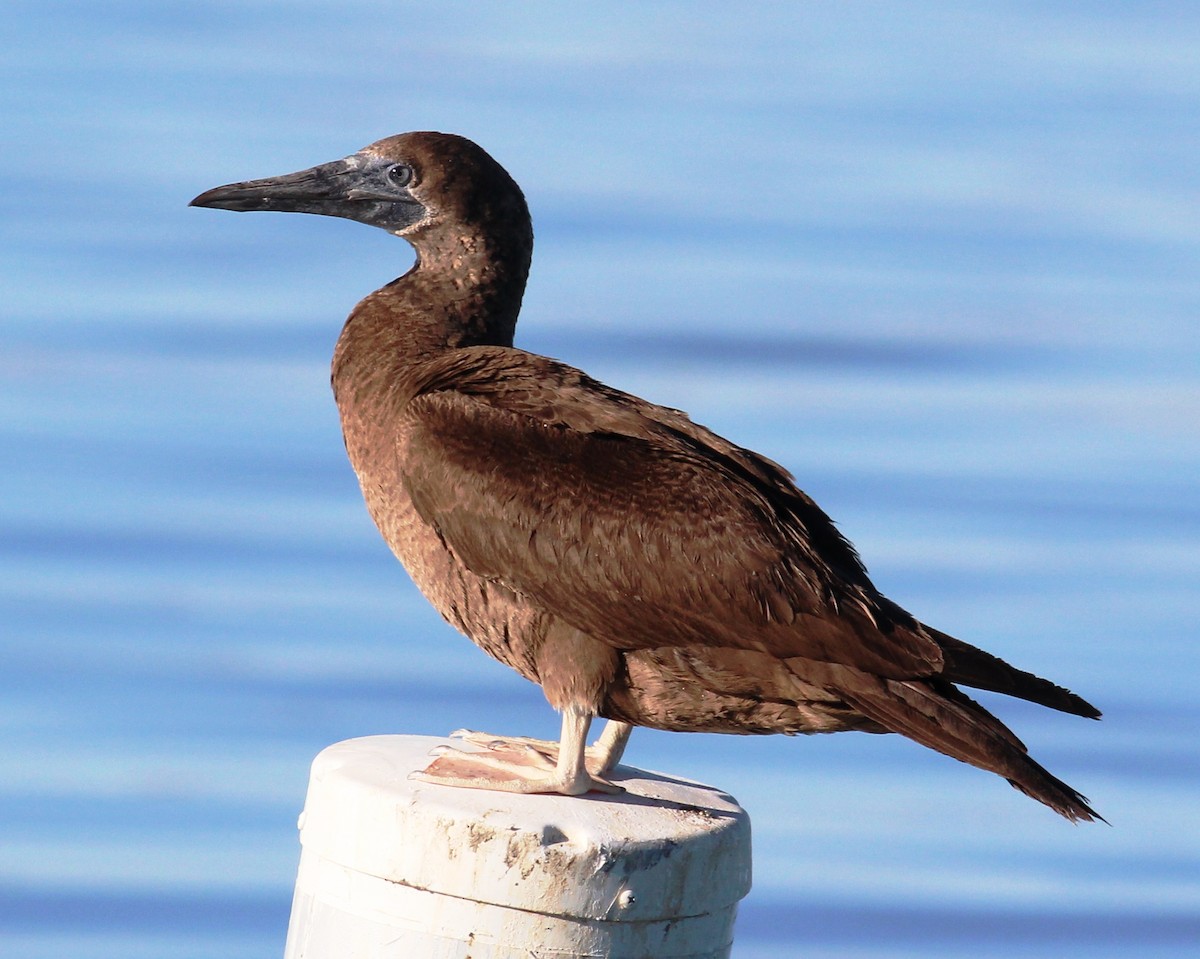 Brown Booby - ML61570301
