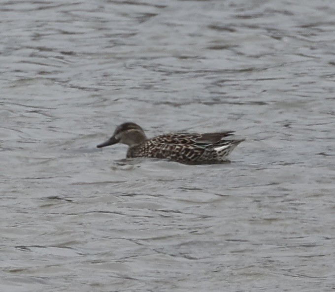 Green-winged Teal - ML615703241