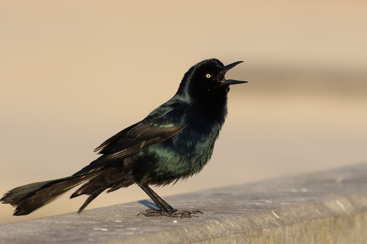 Boat-tailed Grackle - ML615703398