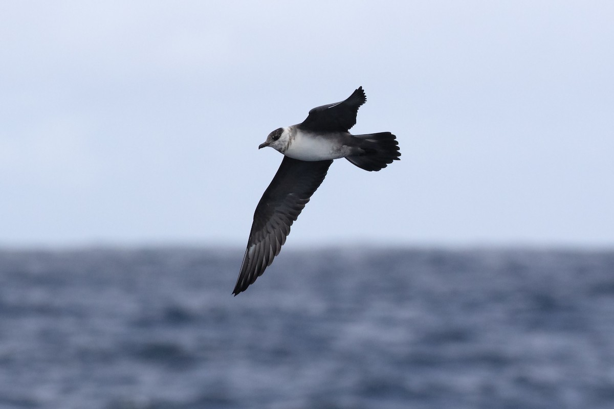 Long-tailed Jaeger - ML615703479