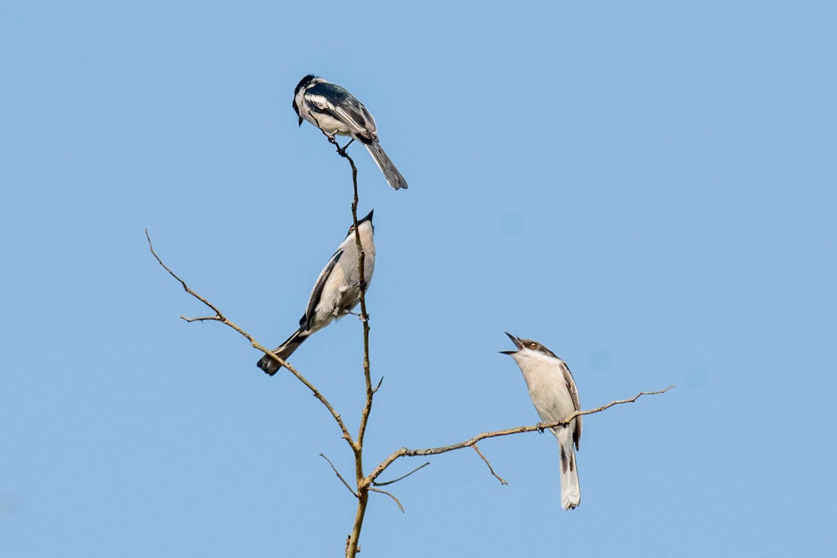 Bar-winged Flycatcher-shrike - Harish Babu M