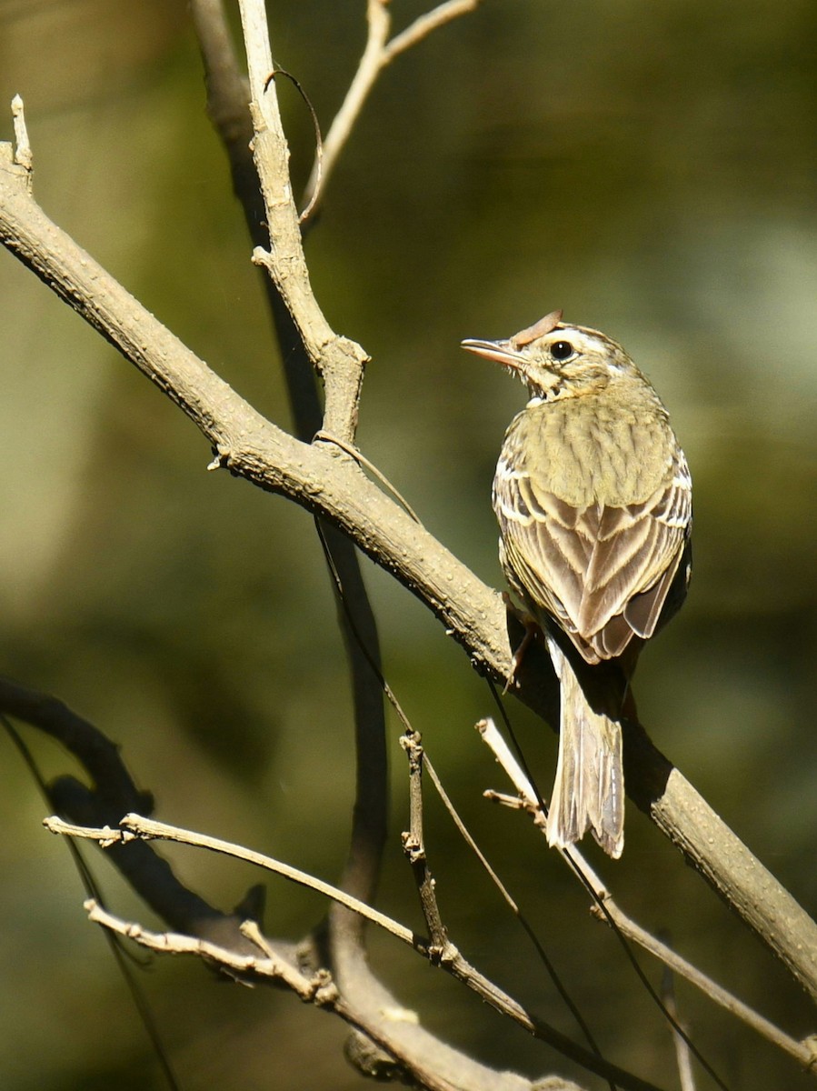 Olive-backed Pipit - ML615703562