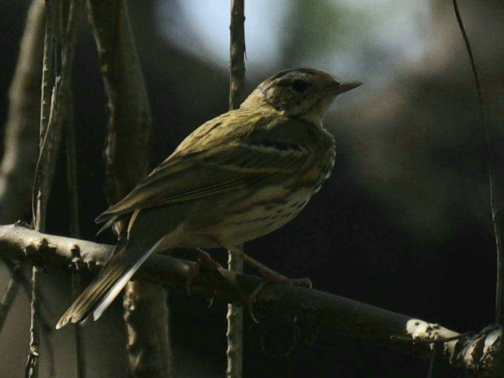 Olive-backed Pipit - ML615703563