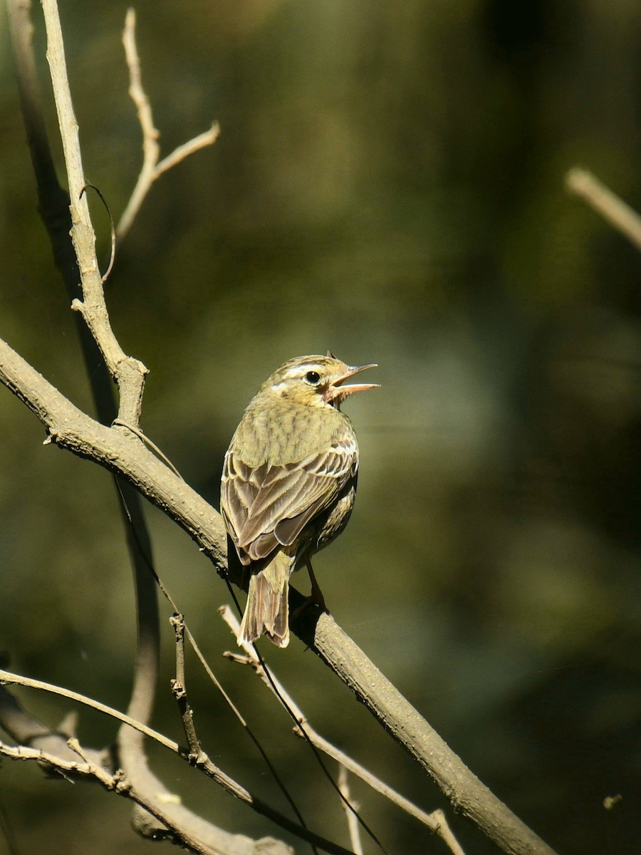 Olive-backed Pipit - ML615703565