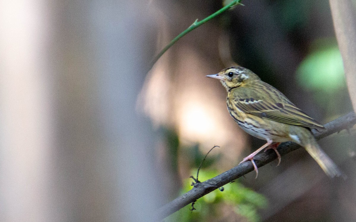Olive-backed Pipit - ML615703572