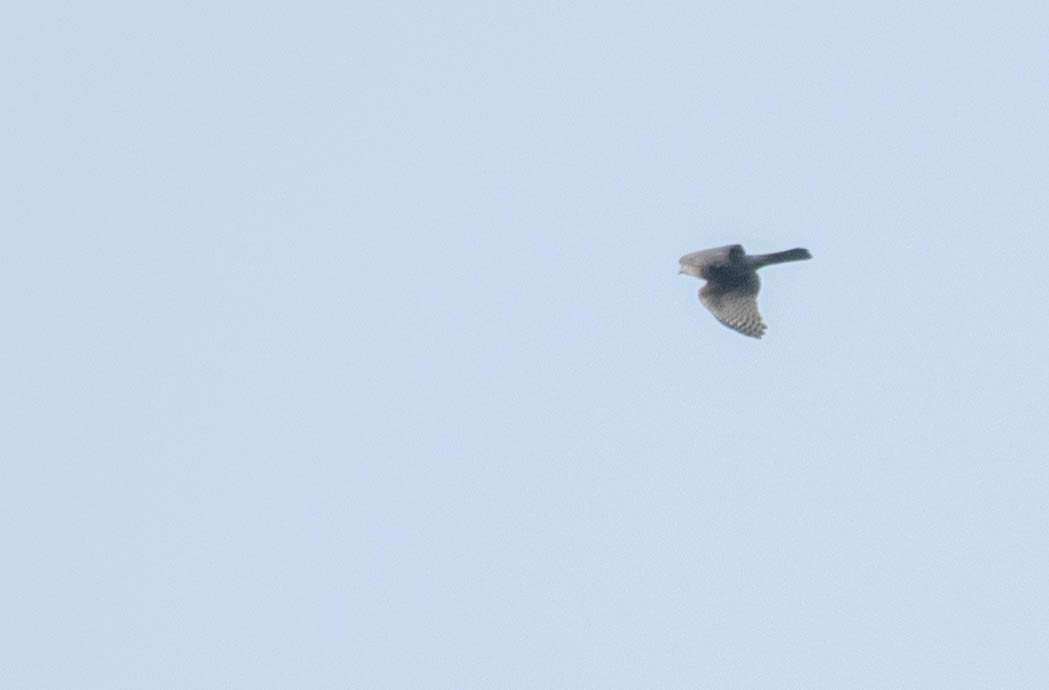 Eurasian Sparrowhawk - ML615703660