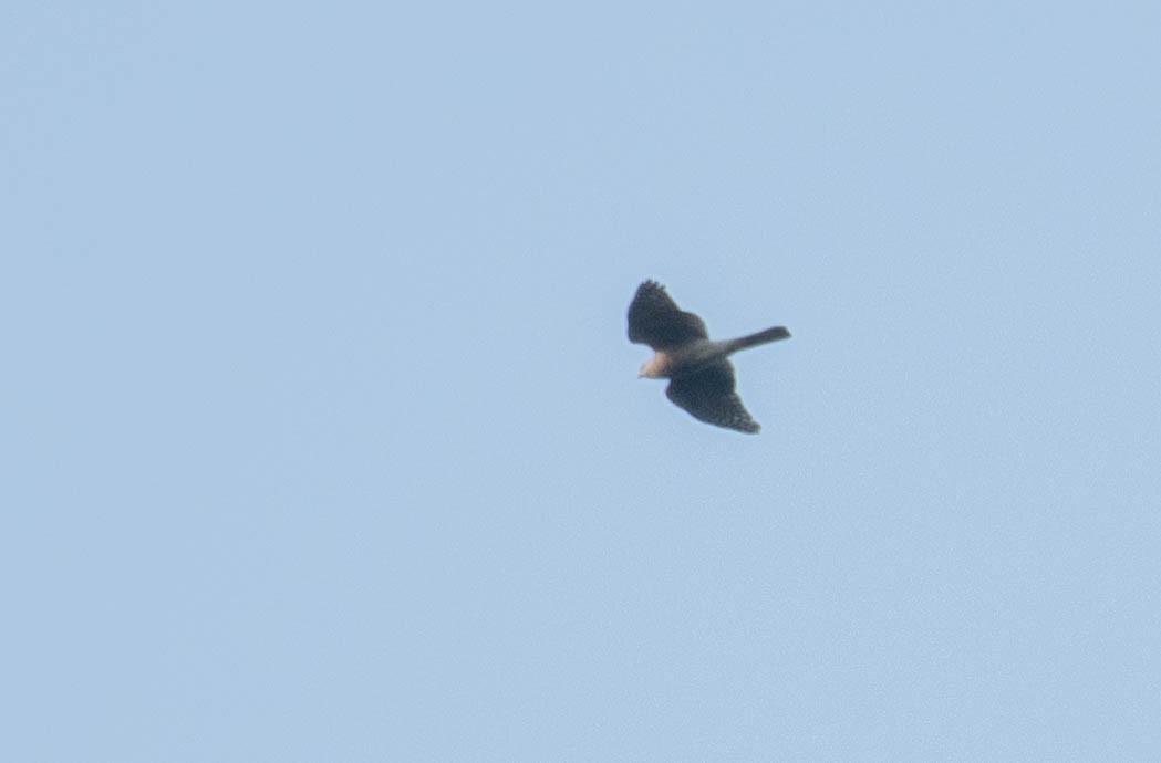 Eurasian Sparrowhawk - Harish Babu M