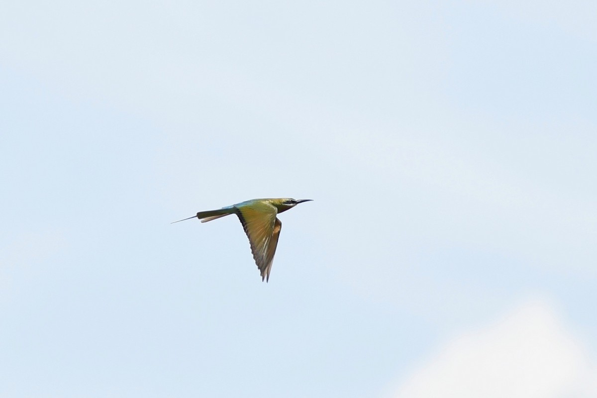 Blue-tailed Bee-eater - ML615703709
