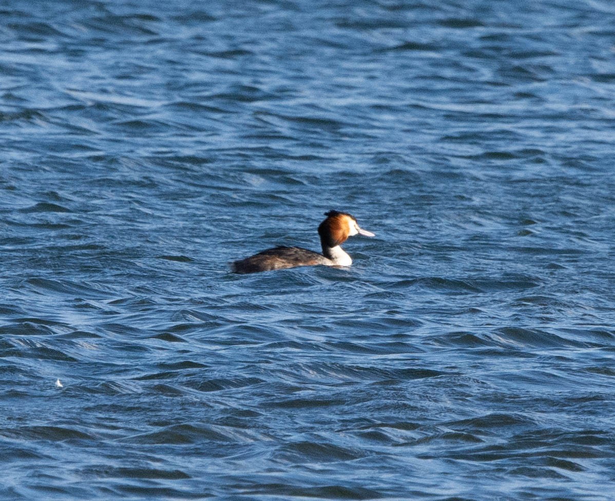 Great Crested Grebe - ML615703957