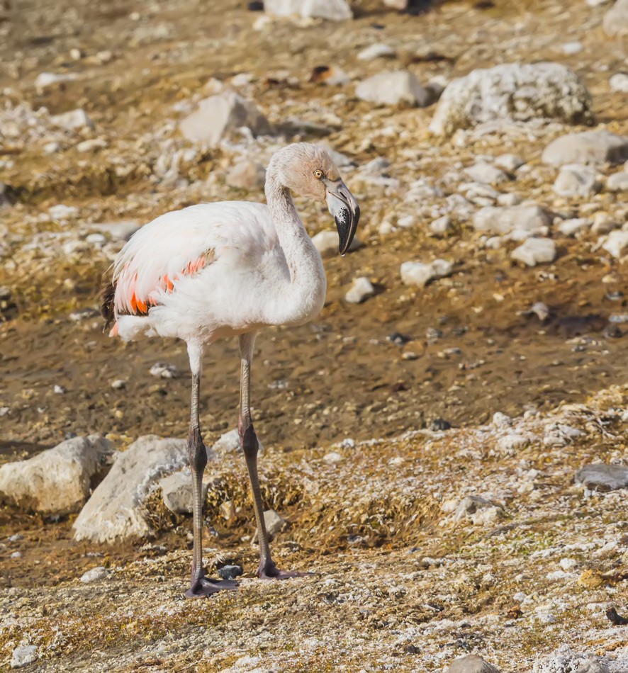 Chilean Flamingo - ML615704135