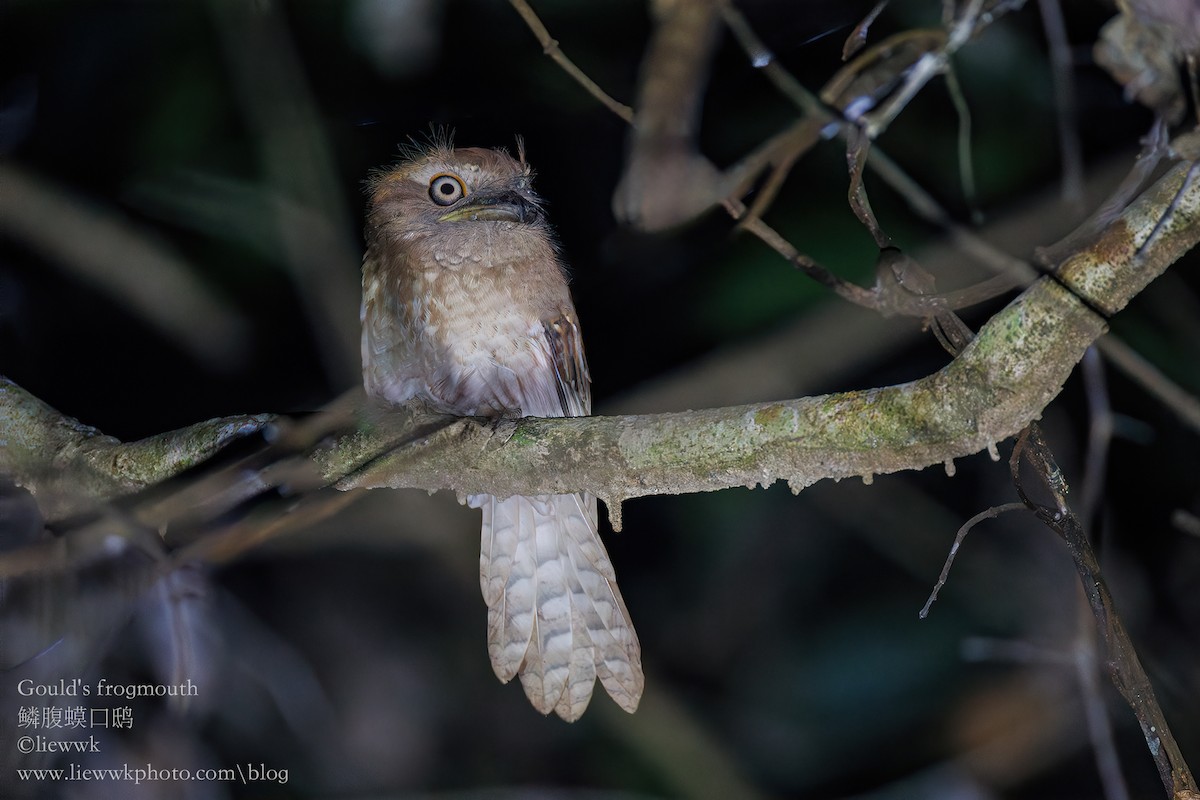 Gould's Frogmouth - ML615704149