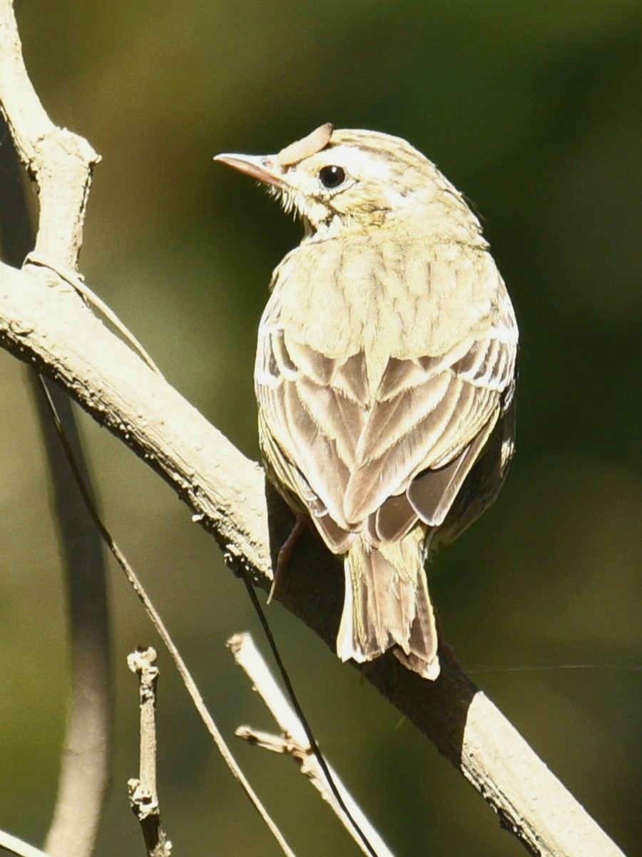 Olive-backed Pipit - ML615704194