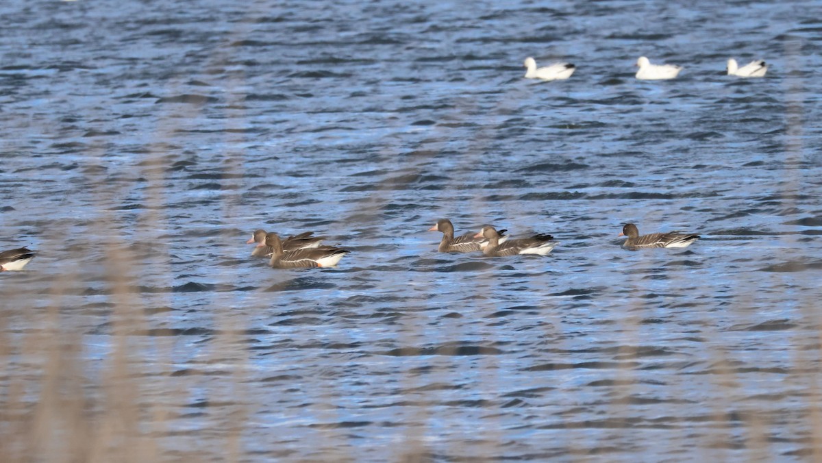 Greater White-fronted Goose - ML615704271