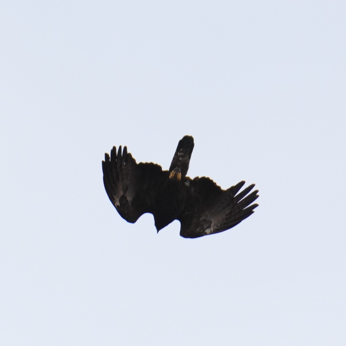 Black Eagle - ML615704381