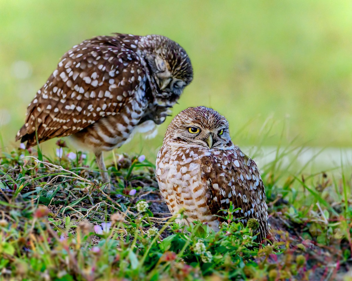 Burrowing Owl (Florida) - ML615704626