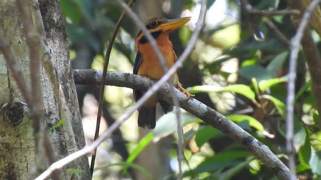 Rufous-collared Kingfisher - ML615704868
