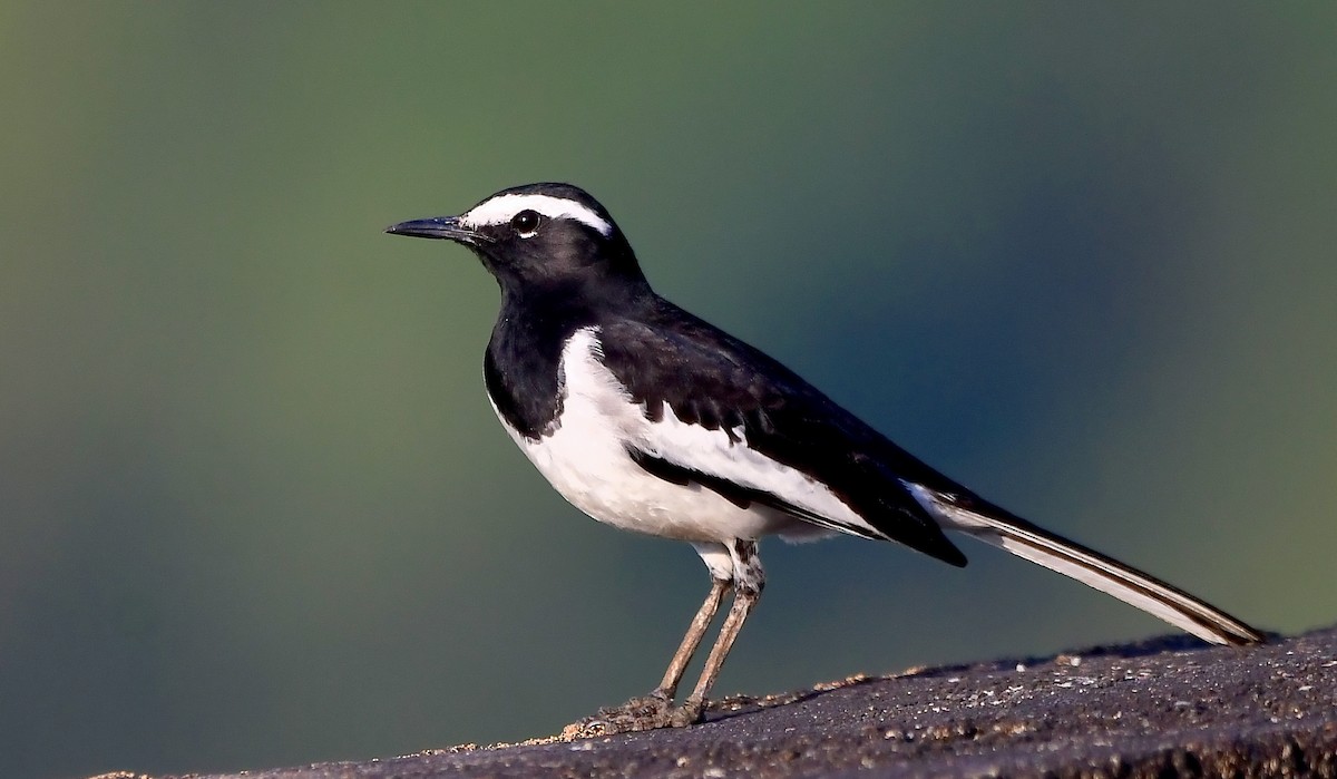 White-browed Wagtail - ML615705070