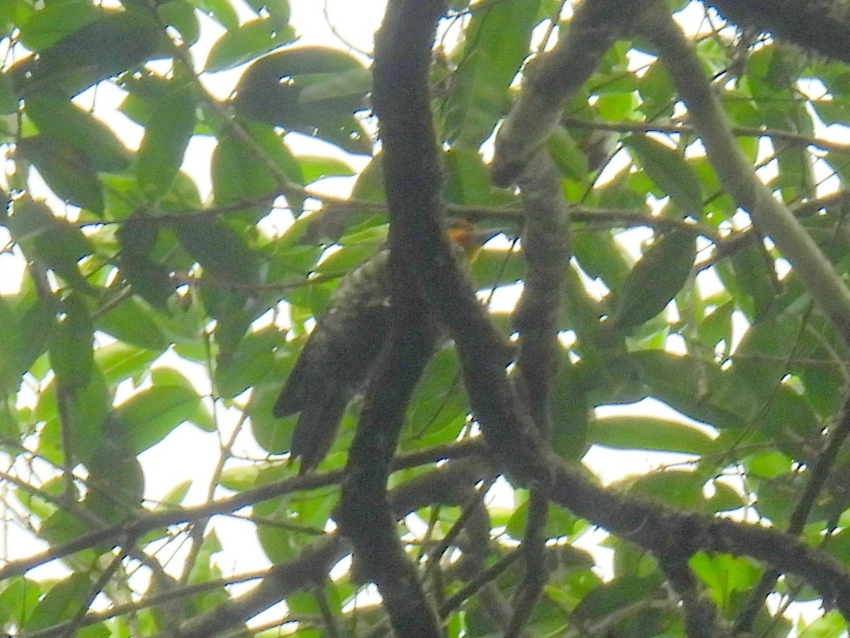 Yellow-throated Woodpecker - ML615705135