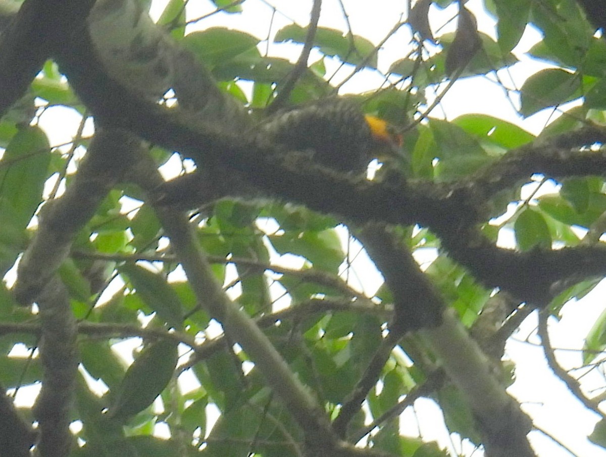 Yellow-throated Woodpecker - ML615705146