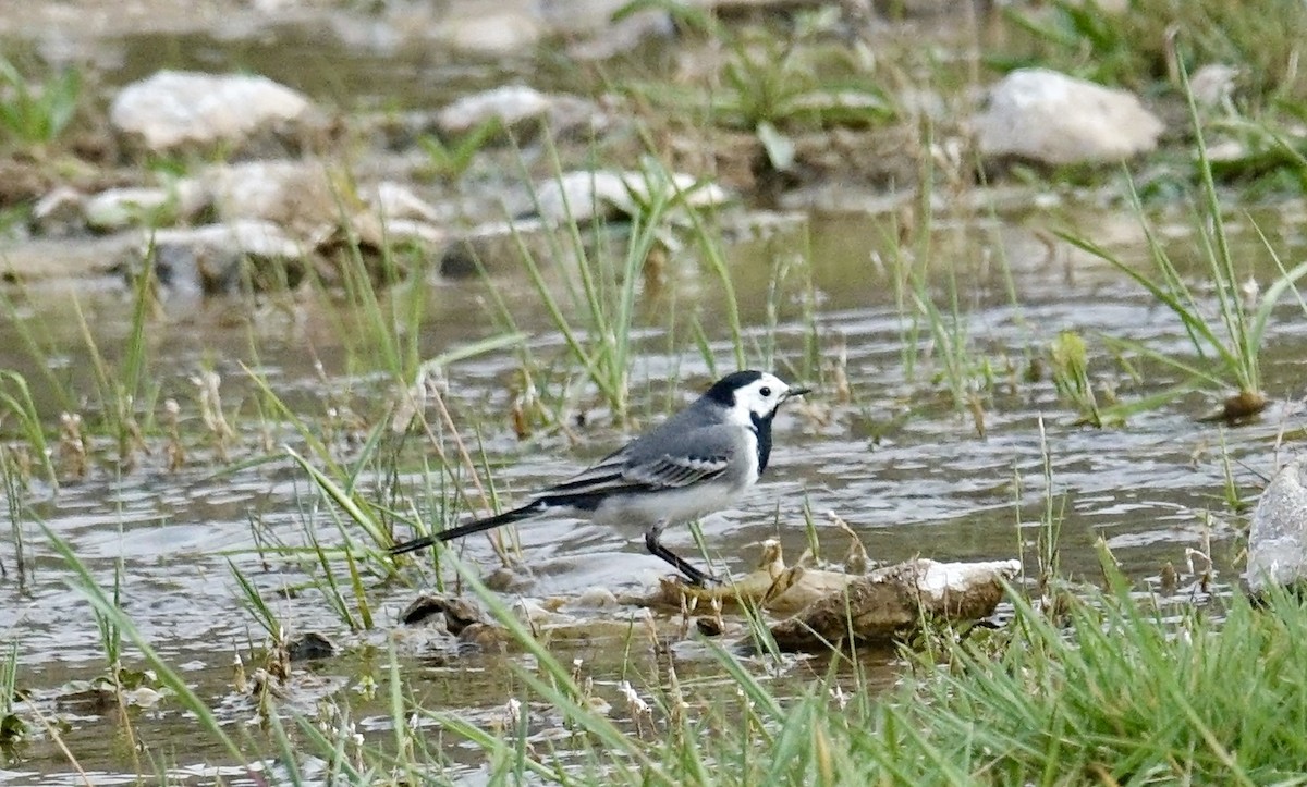White Wagtail (White-faced) - ML615705153