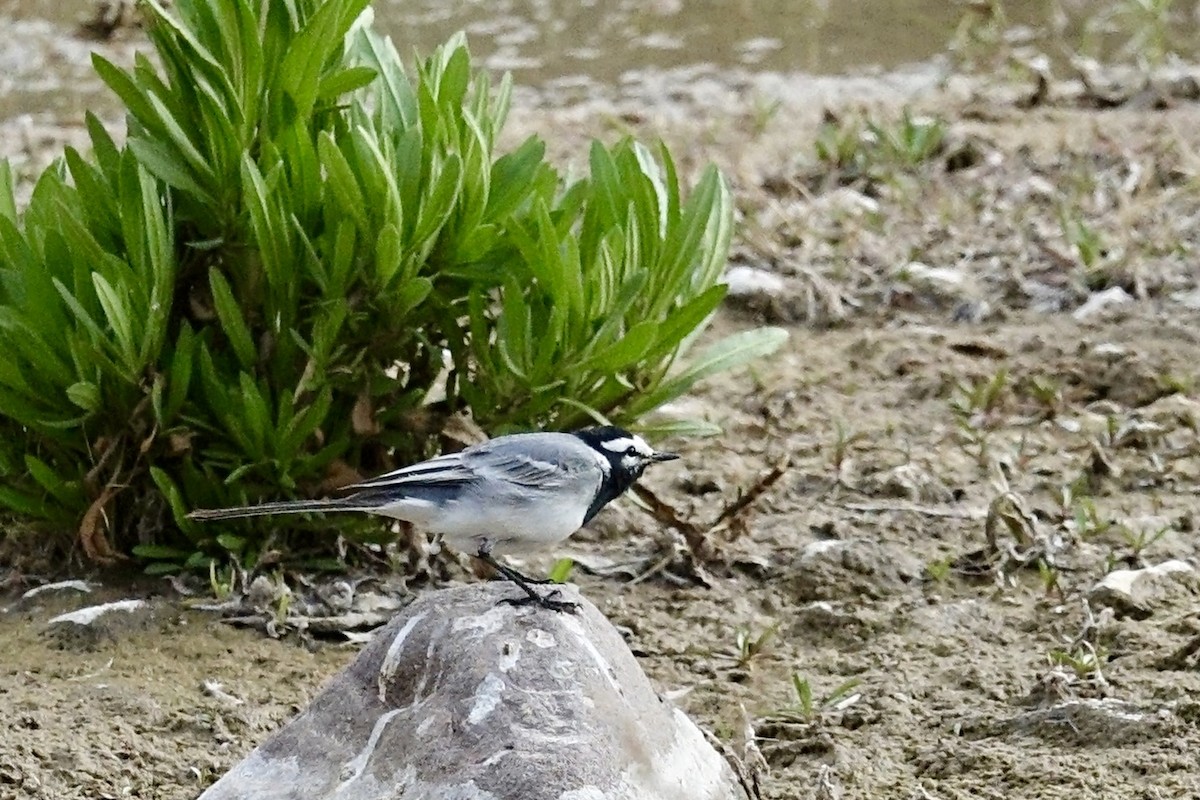 White Wagtail (Moroccan) - ML615705161