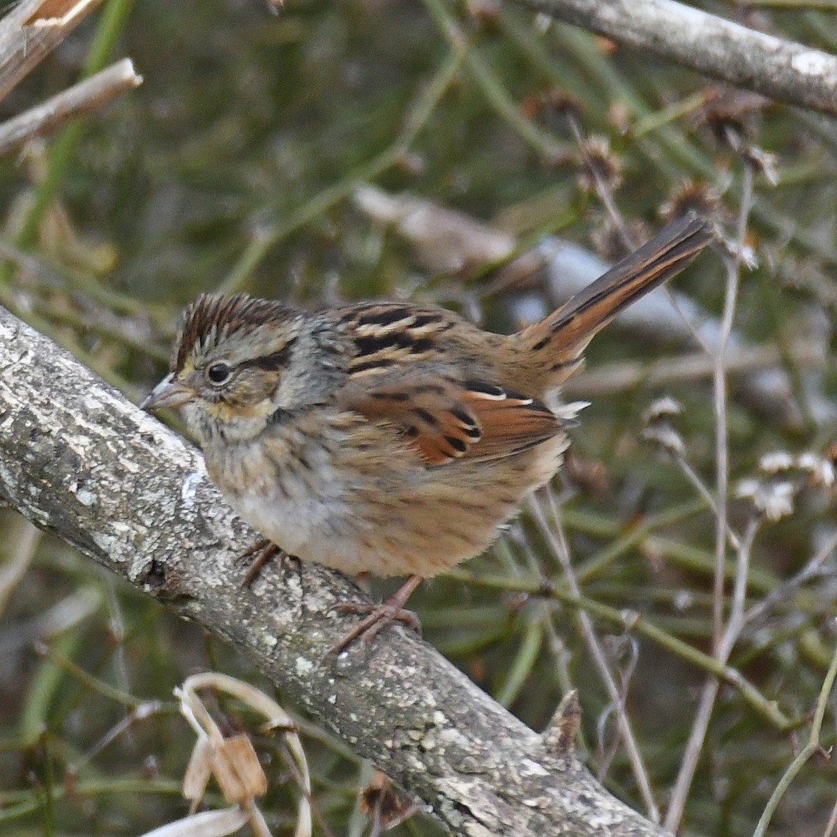 Swamp Sparrow - ML615705363