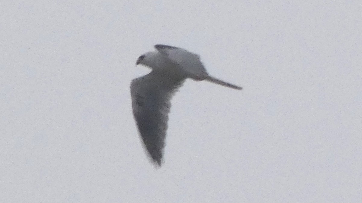 White-tailed Kite - ML615705534