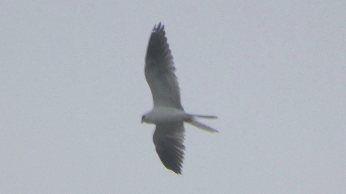White-tailed Kite - ML615705535