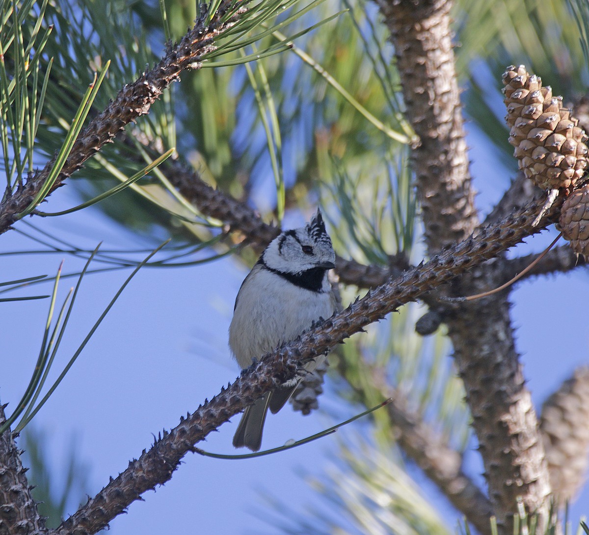 Crested Tit - ML615705657