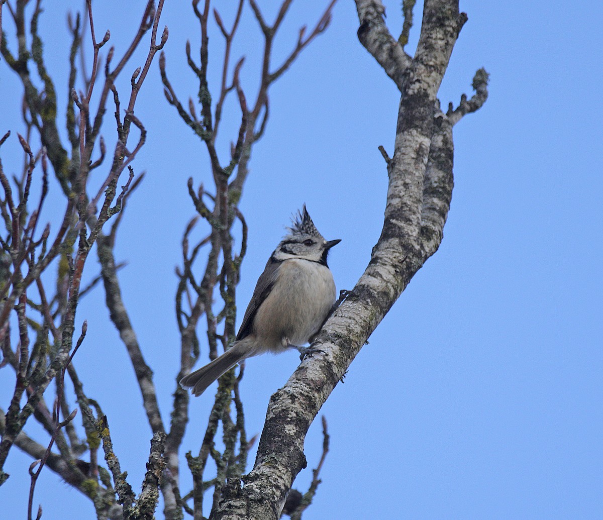 Crested Tit - ML615705687