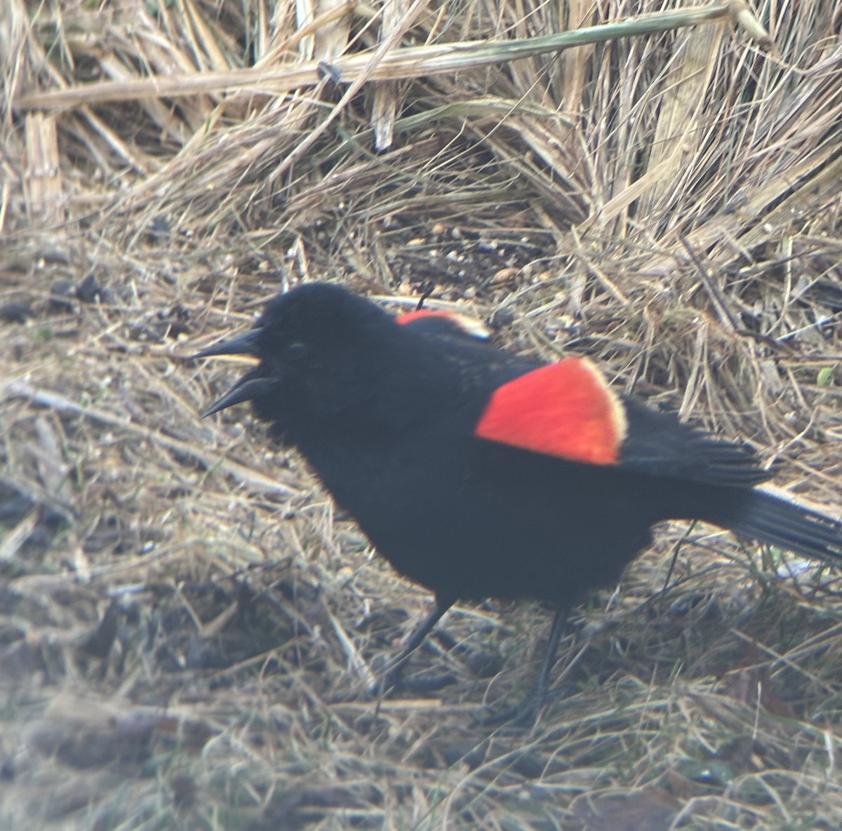 Red-winged Blackbird - Isaiah Helmer