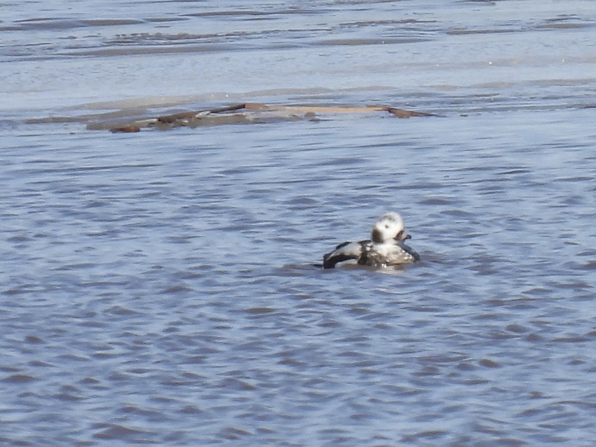 Long-tailed Duck - ML615705919