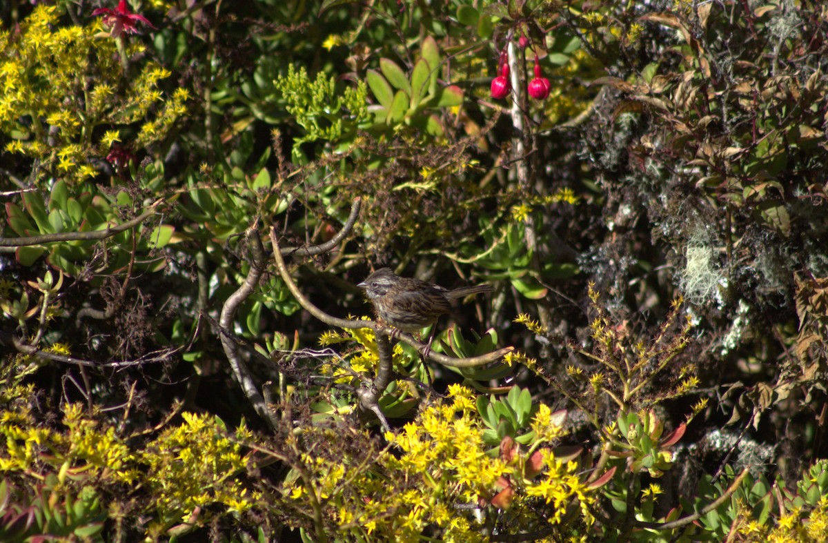 Rufous-collared Sparrow - ML615705964