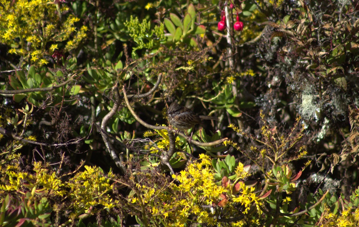 Rufous-collared Sparrow - ML615705965