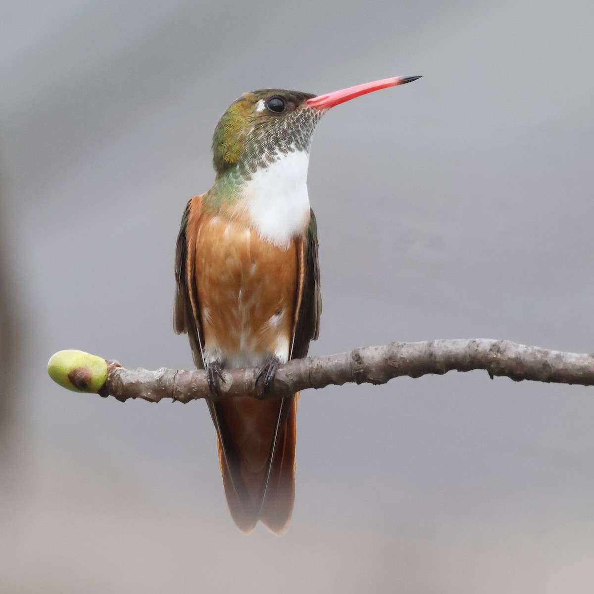 Amazilia Hummingbird - ML615706015