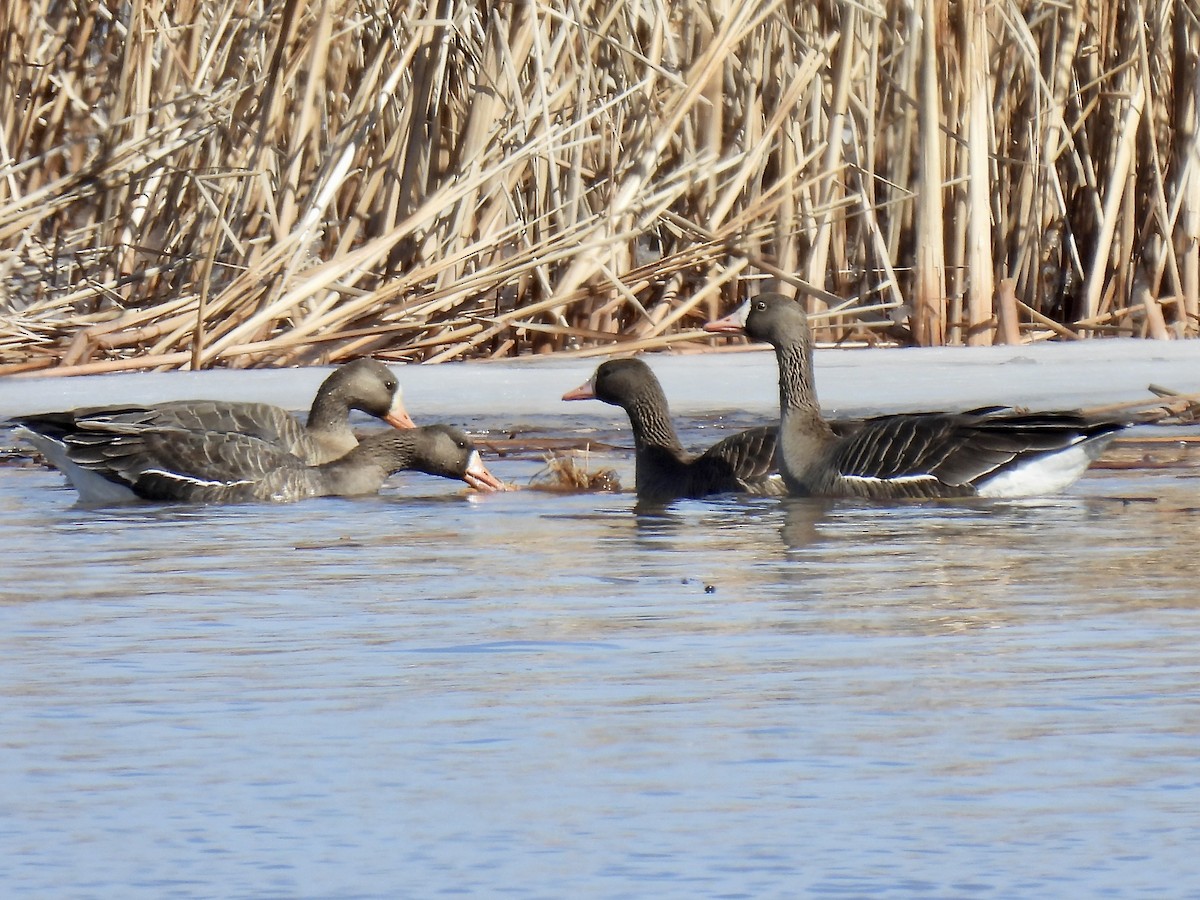 Greater White-fronted Goose - ML615706165