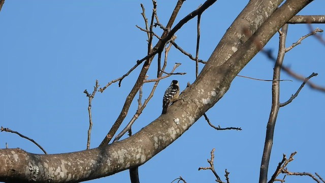 Gray-capped Pygmy Woodpecker - ML615706168