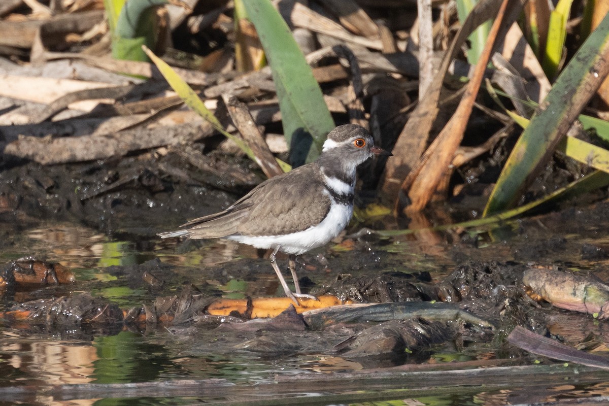 Three-banded Plover (African) - ML615706260